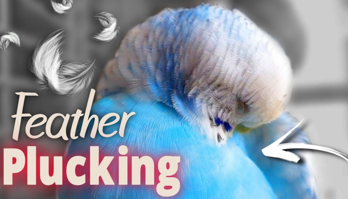 How to Prevent Feather Plucking in Parrots