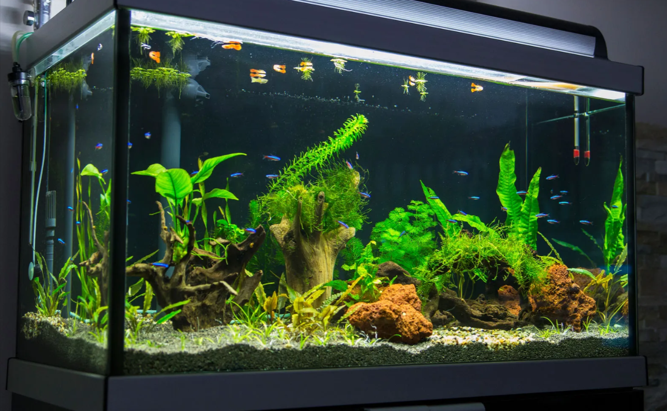 Why Water Quality Matters for a Healthy Fish Tank