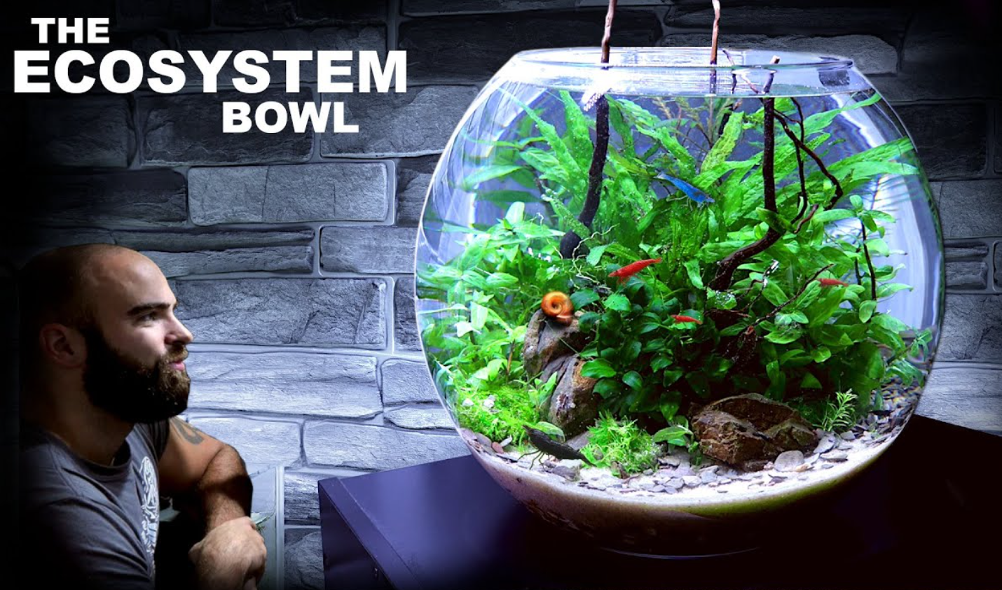 Building a Balanced Ecosystem in Your Fish Tank