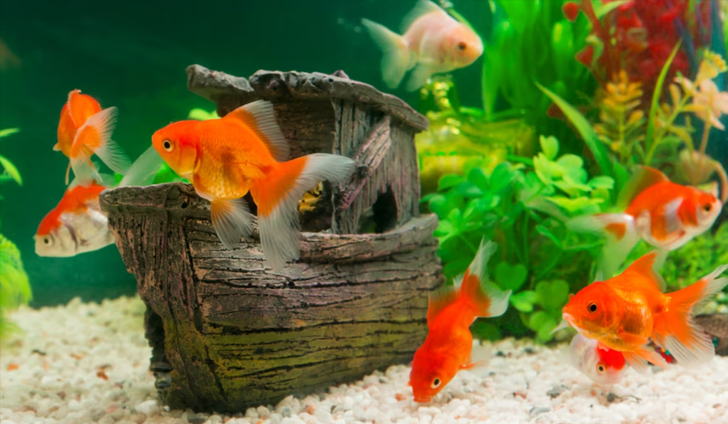 Why Is Your Fish Hiding? Causes and Solutions