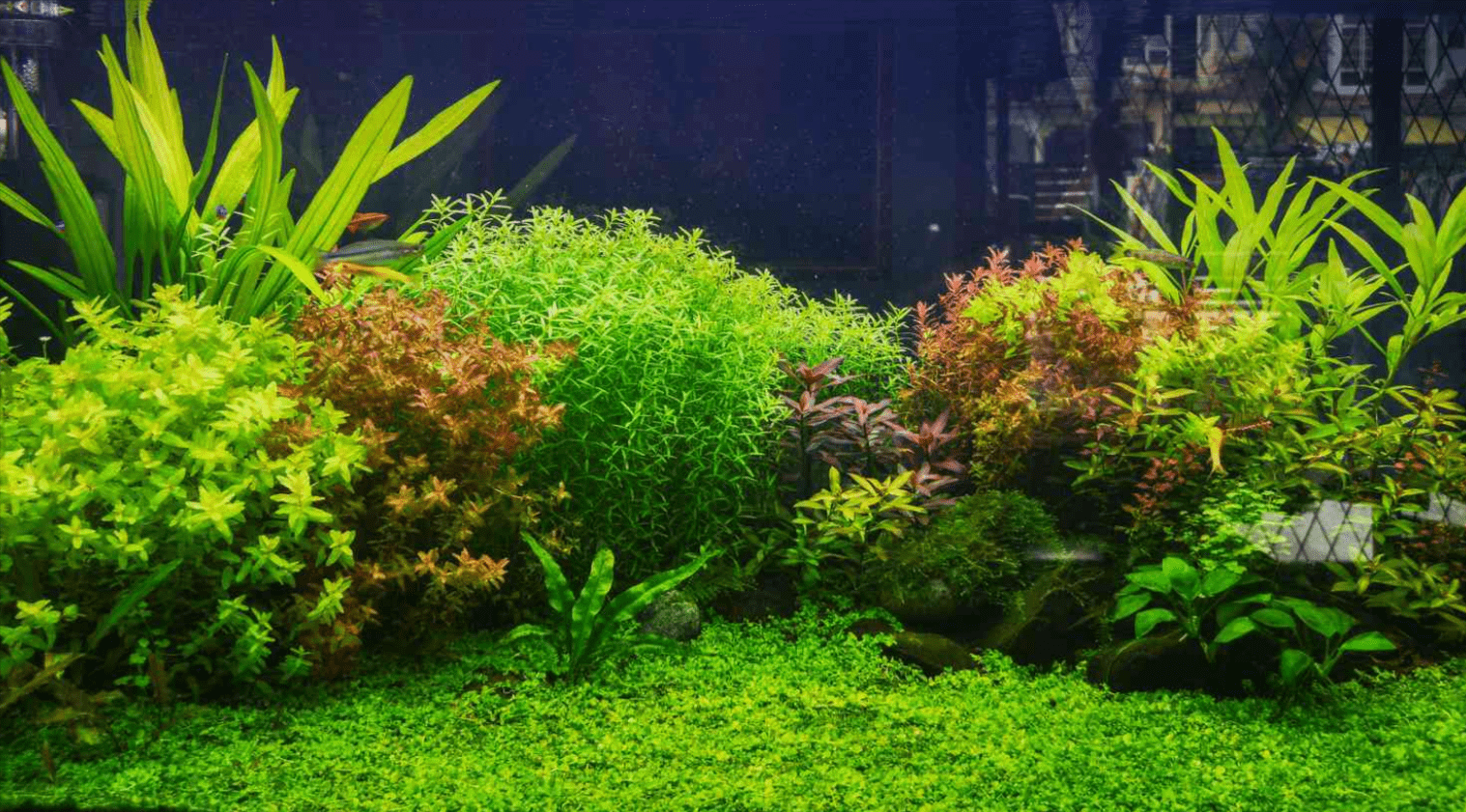 Top Aquarium Plants for a Thriving Underwater Environment