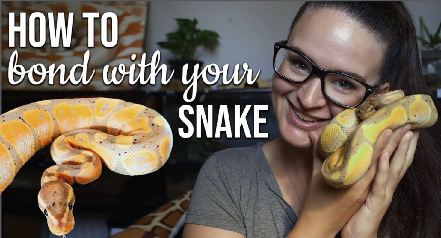 How to Handle and Bond with Your Pet Snake Safely